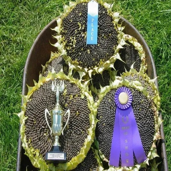 🌻Sunflower Rare Plant Garden- Mongolian Sunflower Seeds