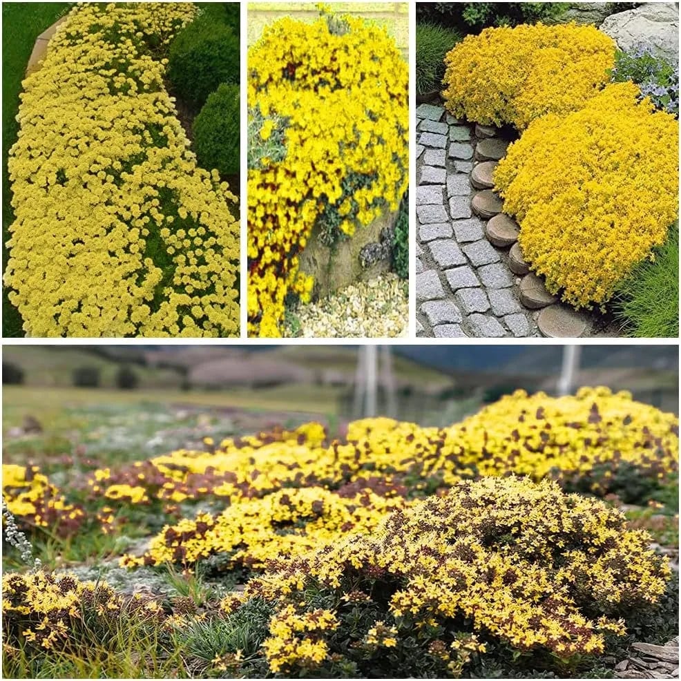 🎁2025 Special Offer 🍃Creeping Thyme Homegrown Seeds