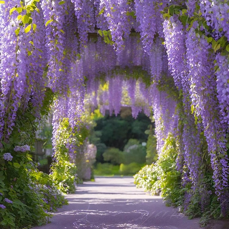 🌸Wisteria Seeds - The Garden’s Cascading Beauty All Year Round💗
