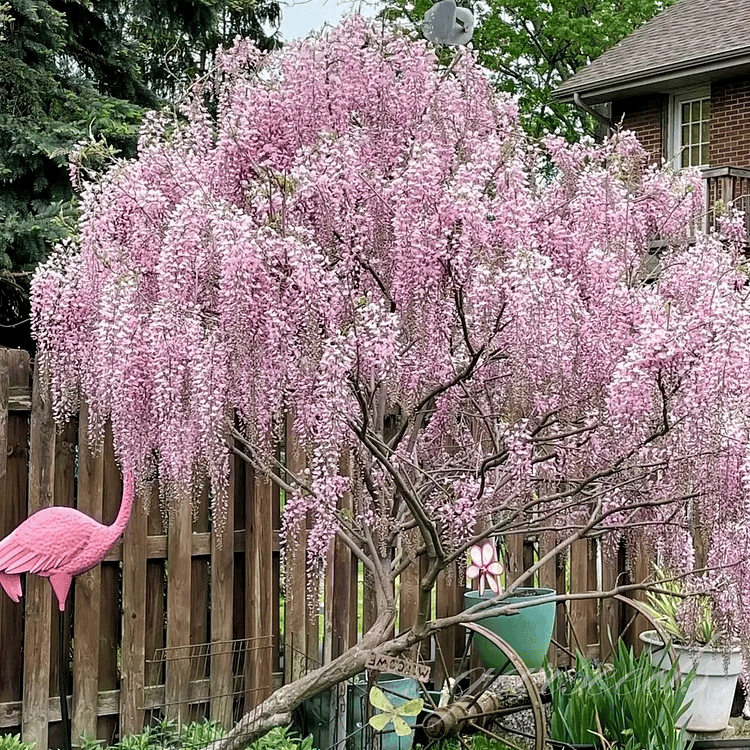 🌸Wisteria Seeds - The Garden’s Cascading Beauty All Year Round💗