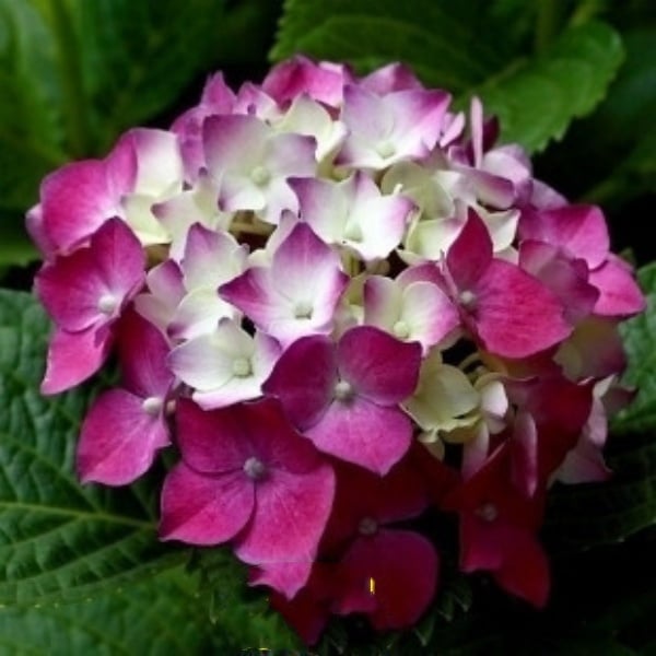 ✨Colorful Giant Hydrangea Seed-Perennial Flower Seeds-Easy To Plant🍃