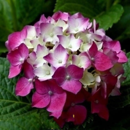 ✨Colorful Giant Hydrangea Seed-Perennial Flower Seeds-Easy To Plant🍃