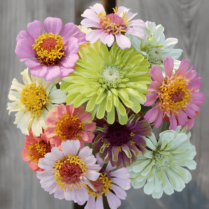 🌺Double Zinnia Mixed Color Seeds