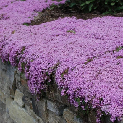 🎁2025 Special Offer 🍃Creeping Thyme Homegrown Seeds