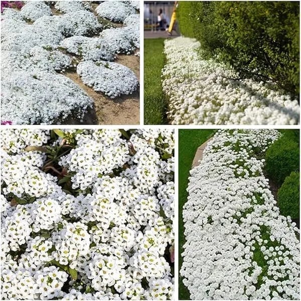 🎁2025 Special Offer 🍃Creeping Thyme Homegrown Seeds