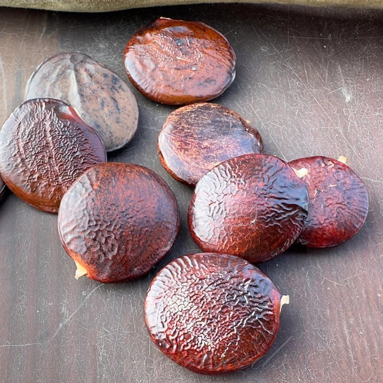 🌸Wisteria Seeds - The Garden’s Cascading Beauty All Year Round💗