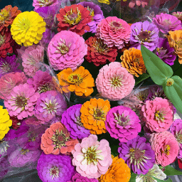 🌺Double Zinnia Mixed Color Seeds