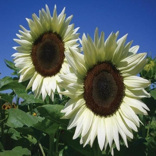 🌼Italian White Sunflower Seeds
