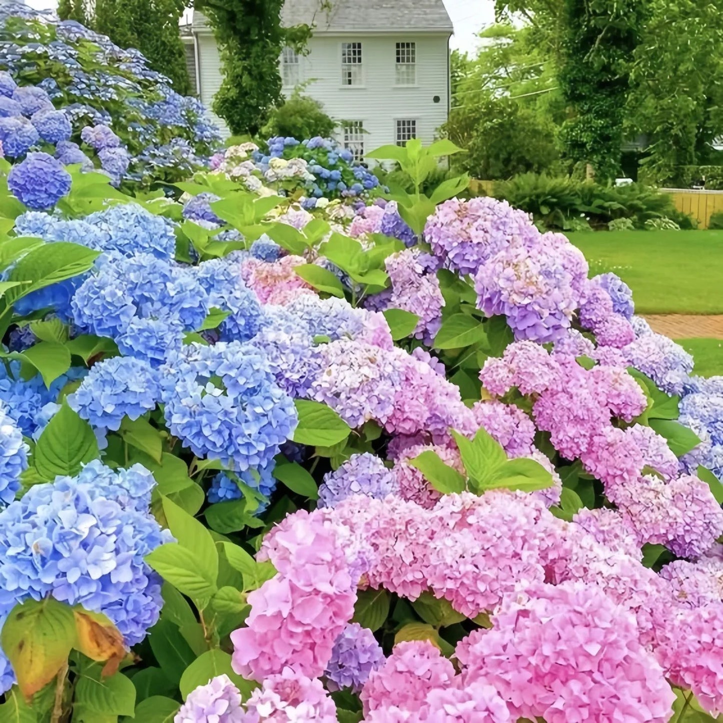 ✨Colorful Giant Hydrangea Seed-Perennial Flower Seeds-Easy To Plant🍃