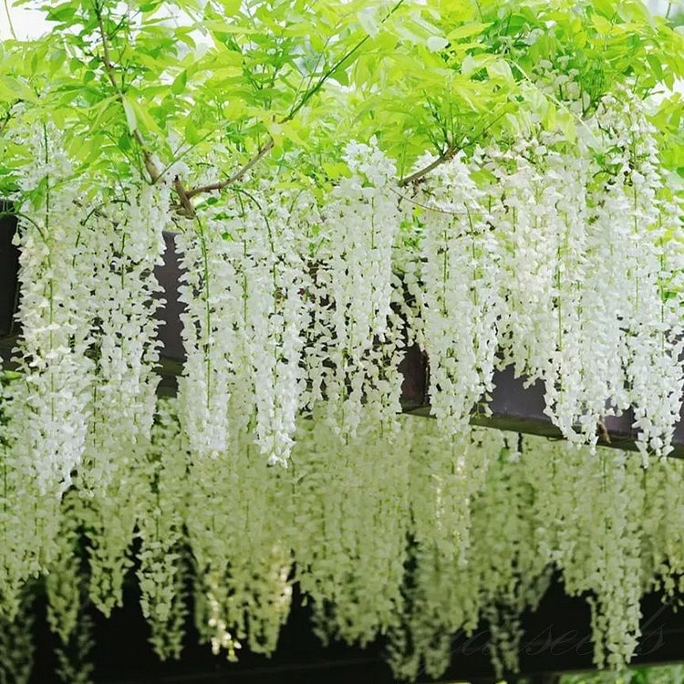 🌸Wisteria Seeds - The Garden’s Cascading Beauty All Year Round💗