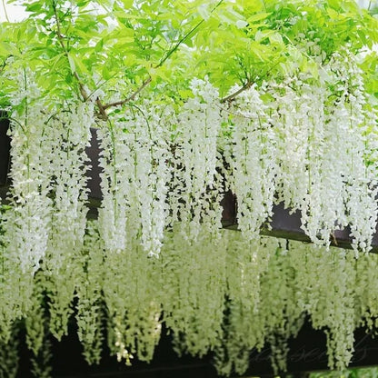 🌸Wisteria Seeds - The Garden’s Cascading Beauty All Year Round💗