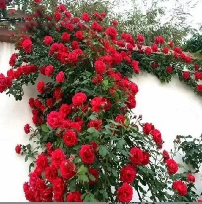 🌹Climbing Vine Rose Flower Seeds🌹