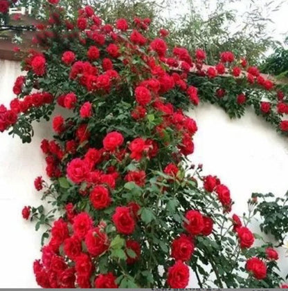 🌹Climbing Vine Rose Flower Seeds🌹
