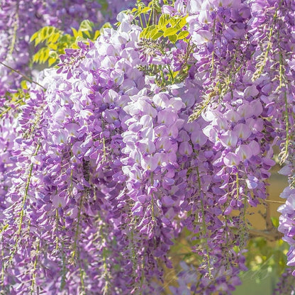 🌸Wisteria Seeds - The Garden’s Cascading Beauty All Year Round💗