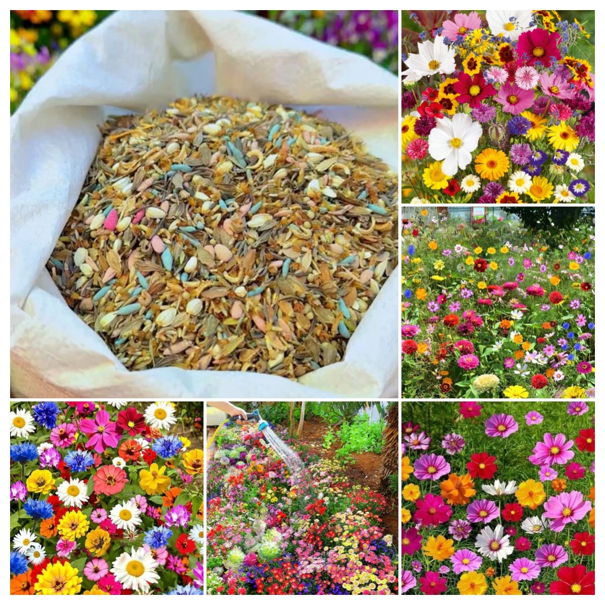 🔥Hot Sale🎉Mixed Perennial Wild Flowers Seeds(Over 60 kinds mixed)