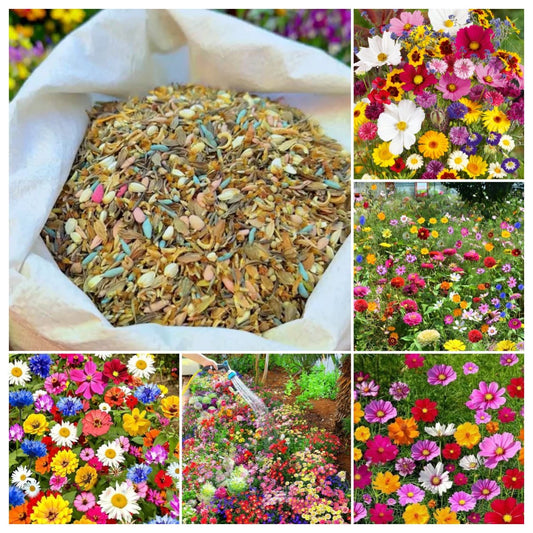 🔥Hot Sale🎉Mixed Perennial Wild Flowers Seeds(Over 60 kinds mixed)