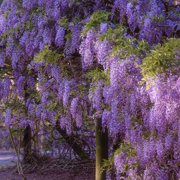 🌸Wisteria Seeds - The Garden’s Cascading Beauty All Year Round💗