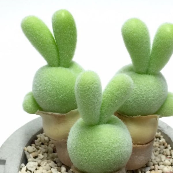 🐇Rabbit Succulent Seeds