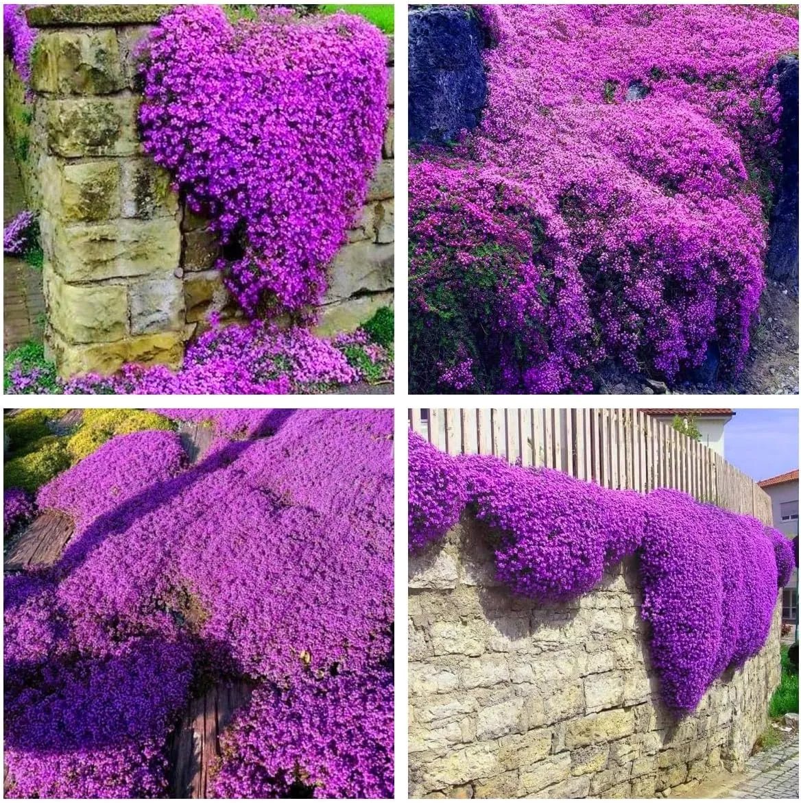 🎁2025 Special Offer 🍃Creeping Thyme Homegrown Seeds