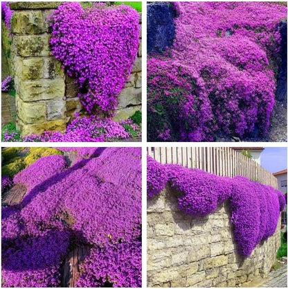 🎁2025 Special Offer 🍃Creeping Thyme Homegrown Seeds