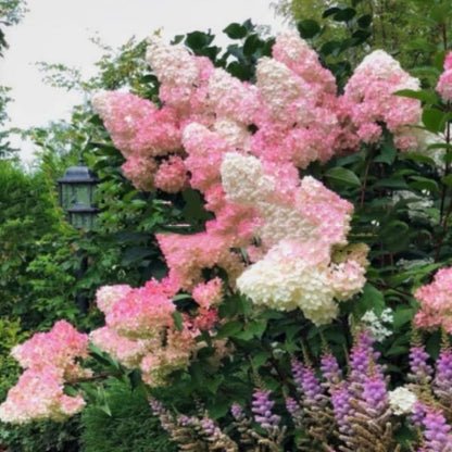 ✨Colorful Giant Hydrangea Seed-Perennial Flower Seeds-Easy To Plant🍃