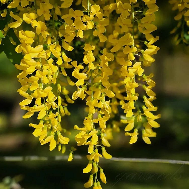 🌸Wisteria Seeds - The Garden’s Cascading Beauty All Year Round💗