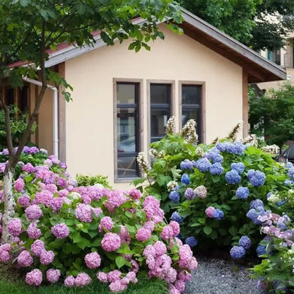 ✨Colorful Giant Hydrangea Seed-Perennial Flower Seeds-Easy To Plant🍃