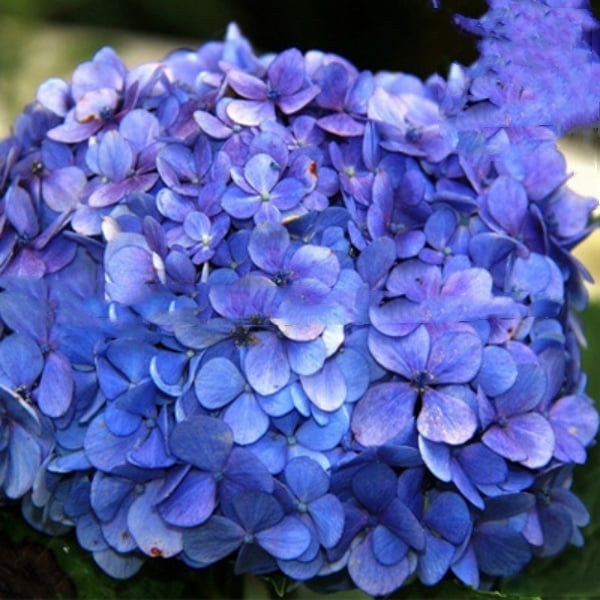 ✨Colorful Giant Hydrangea Seed-Perennial Flower Seeds-Easy To Plant🍃