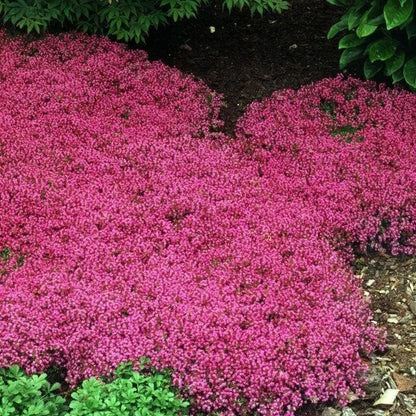 🎁2025 Special Offer 🍃Creeping Thyme Homegrown Seeds