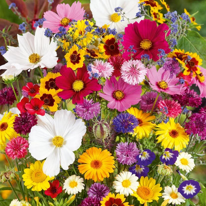 🔥Hot Sale🎉Mixed Perennial Wild Flowers Seeds(Over 60 kinds mixed)