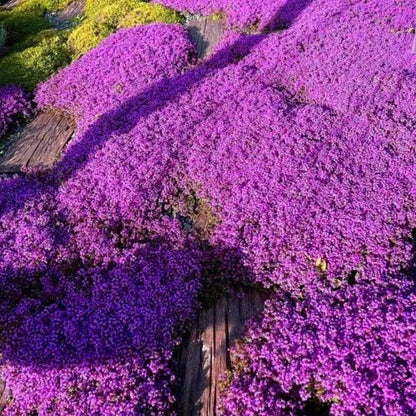 🎁2025 Special Offer 🍃Creeping Thyme Homegrown Seeds
