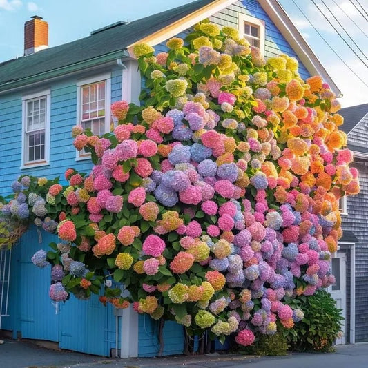 ✨Colorful Giant Hydrangea Seed-Perennial Flower Seeds-Easy To Plant🍃