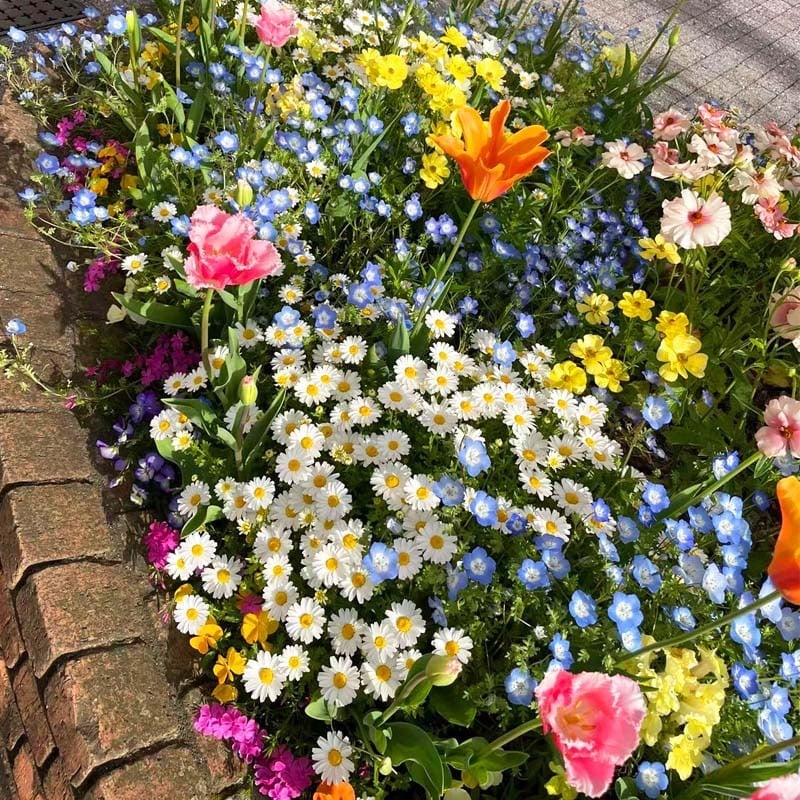 🔥Hot Sale🎉Mixed Perennial Wild Flowers Seeds(Over 60 kinds mixed)