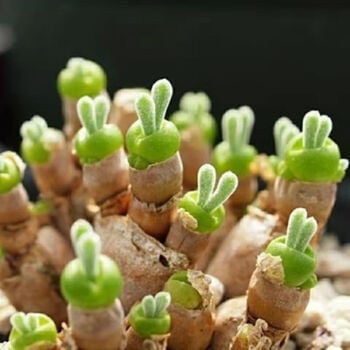 🐇Rabbit Succulent Seeds