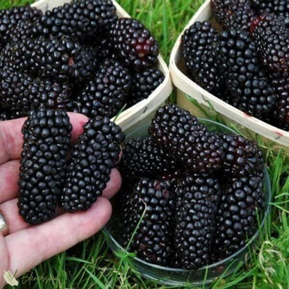 Sweet Giant Blackberry Seeds