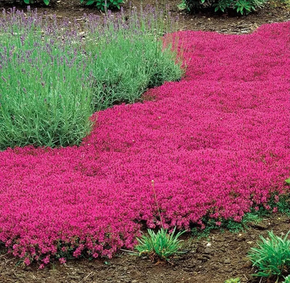 🎁2025 Special Offer 🍃Creeping Thyme Homegrown Seeds