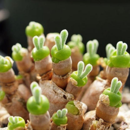 🐇Rabbit Succulent Seeds