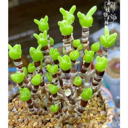 🐇Rabbit Succulent Seeds