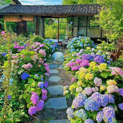 ✨Colorful Giant Hydrangea Seed-Perennial Flower Seeds-Easy To Plant🍃