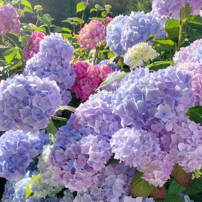 ✨Colorful Giant Hydrangea Seed-Perennial Flower Seeds-Easy To Plant🍃