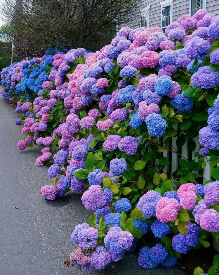 ✨Colorful Giant Hydrangea Seed-Perennial Flower Seeds-Easy To Plant🍃