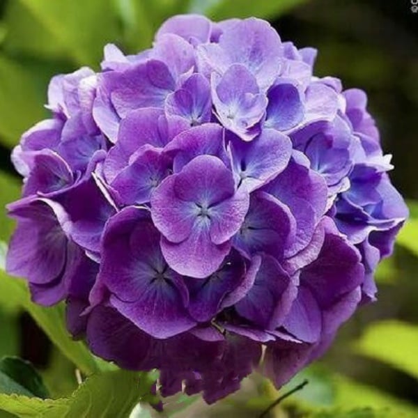 ✨Colorful Giant Hydrangea Seed-Perennial Flower Seeds-Easy To Plant🍃