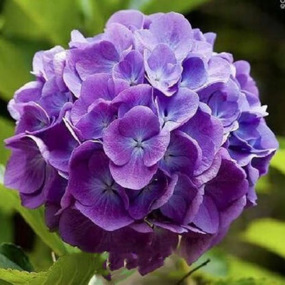 ✨Colorful Giant Hydrangea Seed-Perennial Flower Seeds-Easy To Plant🍃
