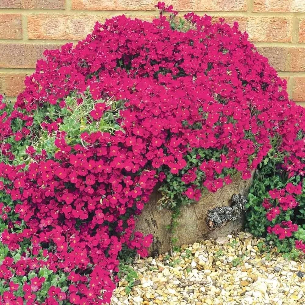 🎁2025 Special Offer 🍃Creeping Thyme Homegrown Seeds