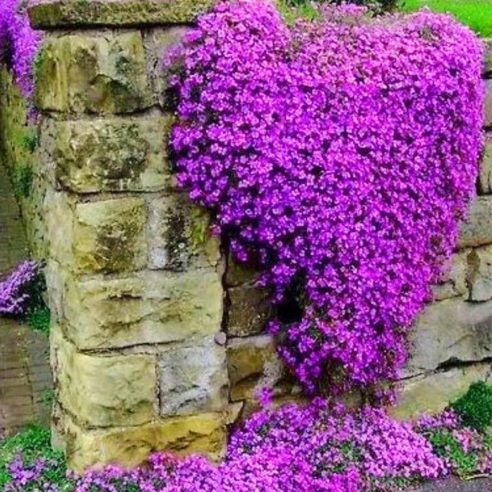 🎁2025 Special Offer 🍃Creeping Thyme Homegrown Seeds