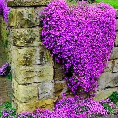 🎁2025 Special Offer 🍃Creeping Thyme Homegrown Seeds