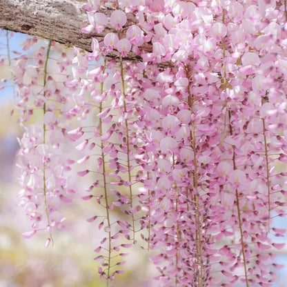 🌸Wisteria Seeds - The Garden’s Cascading Beauty All Year Round💗