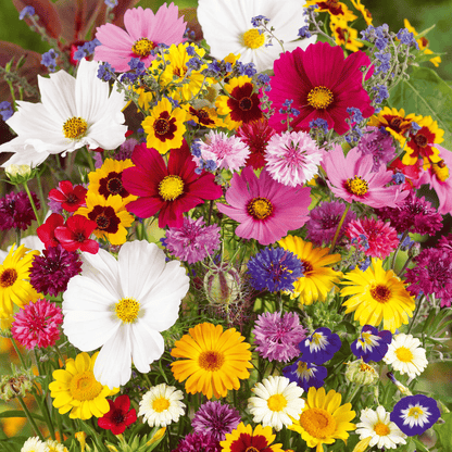 🔥Last day clearance💝Premium Cold-Hardy Mixed Perennial Seeds - Selected 40+ Fall Planting Mix