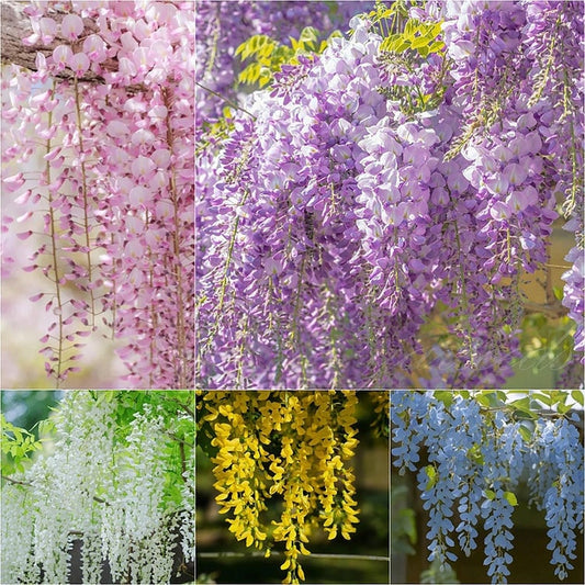 🌸Wisteria Seeds - The Garden’s Cascading Beauty All Year Round💗