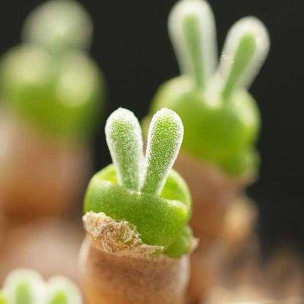 🐇Rabbit Succulent Seeds